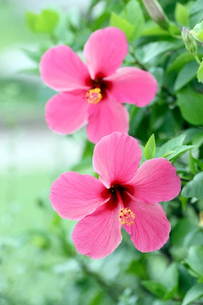 Red Hibiscus flowers. — Stock Photo, Image