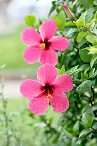 Flores vermelhas de hibisco . — Fotografia de Stock