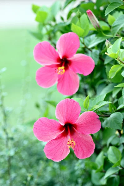 Rode hibiscus bloemen. — Stockfoto