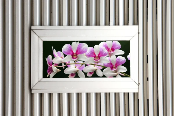 Алюминиевые окна и увидеть изображение орхидей . — стоковое фото