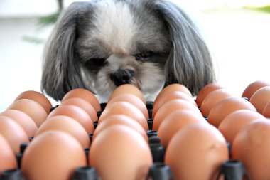 o cão assistindo ovo.
