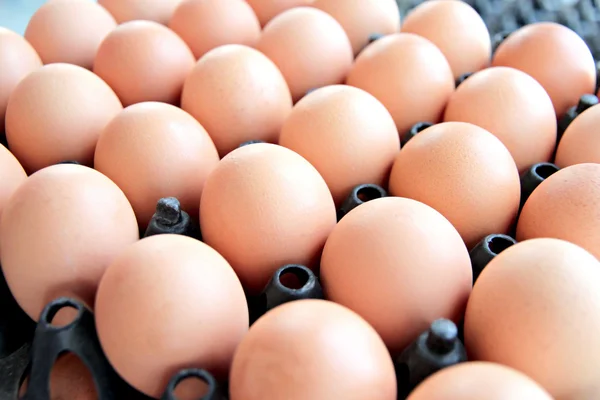 Eieren in een rij. — Stockfoto