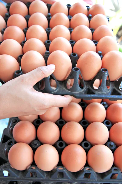 Hands are to lift input container egg. — Stock Photo, Image