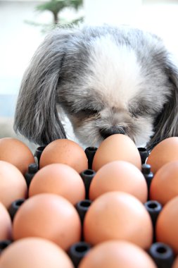 o cão assistindo ovo.