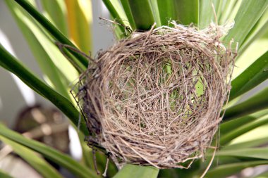 yaprak üzerinde yuva.