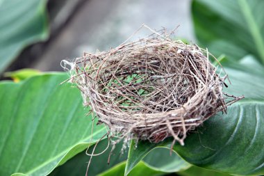 yaprak üzerinde yuva.