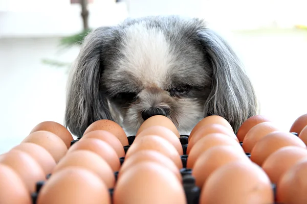 Il cane che guarda l'uovo . — Foto Stock