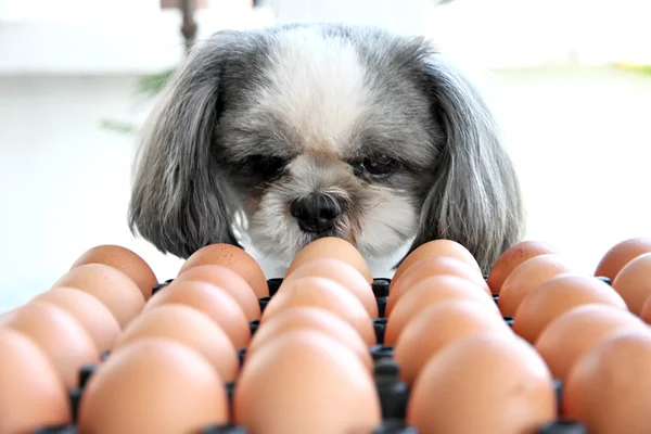 Собака смотрит яйцо . — стоковое фото