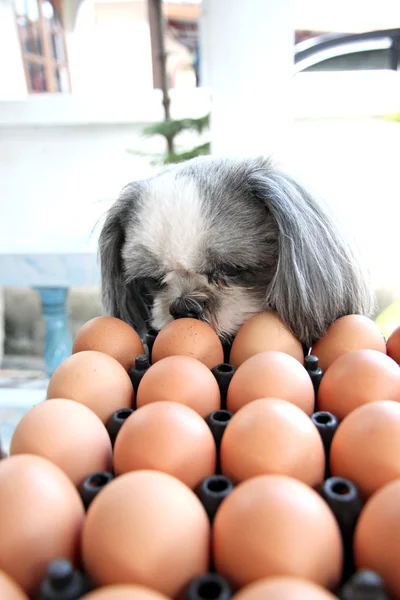 The Dog watching egg. — Stock Photo, Image