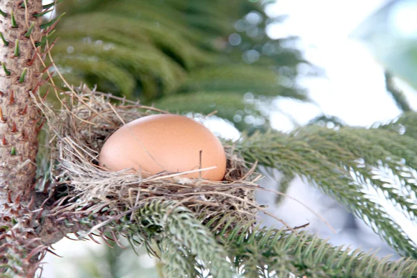 Ägg i fågelbo på träd. — Stockfoto