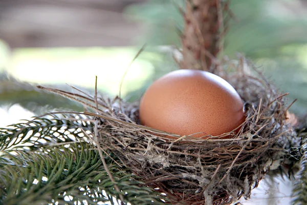 Ägg i fågelbo på träd. — Stockfoto