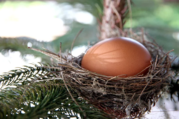 Eggs in nest on the tree. — Stock Photo, Image