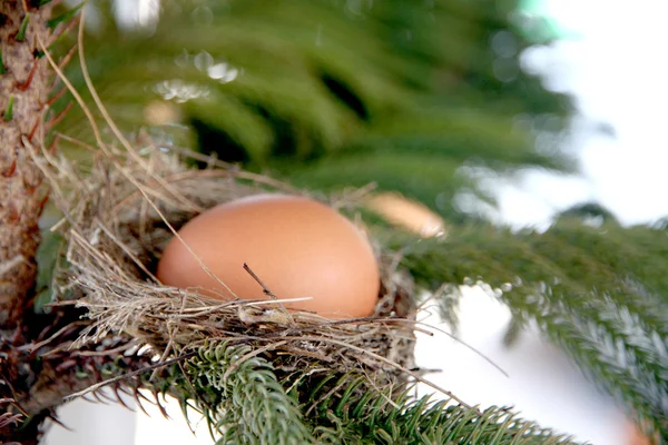 Eggs in nest on the tree. — Stock Photo, Image