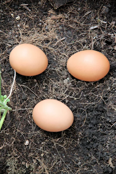 Três ovos no chão . — Fotografia de Stock