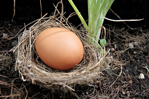 Huevos en nidos colocados en el suelo . — Foto de Stock