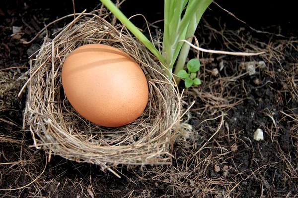 Eggs in nests placed on ground. — Stock Photo, Image