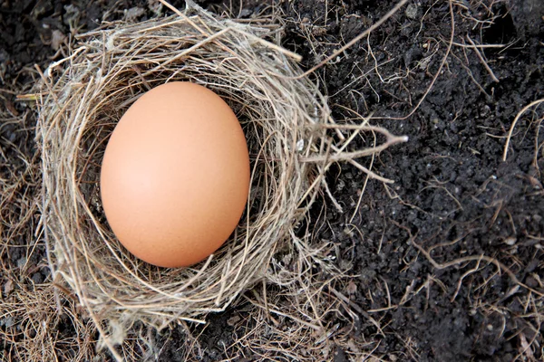 Eggs in nests placed on ground. — Stock Photo, Image