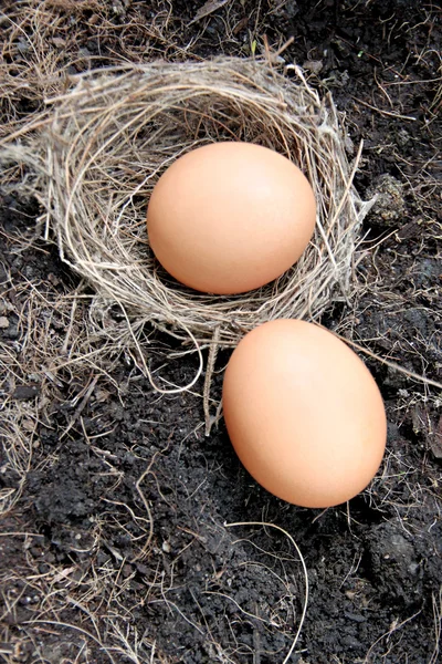 Ovos em ninhos colocados no chão . — Fotografia de Stock