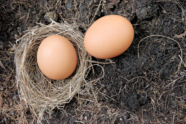 Ovos em ninhos colocados no chão . — Fotografia de Stock