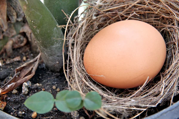 Huevos en un nido. — Foto de Stock
