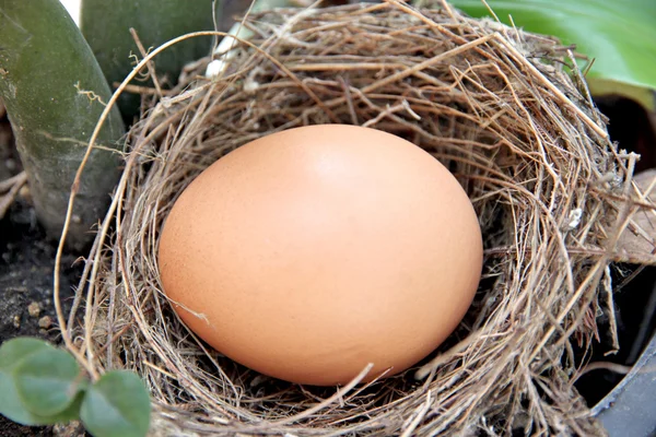 Huevos en un nido. — Foto de Stock