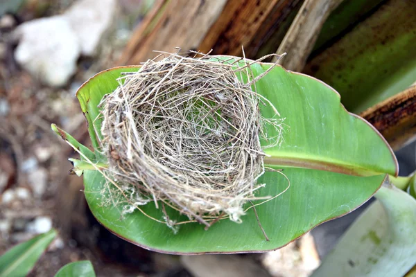 Nests on the leaf. — Stock Photo, Image