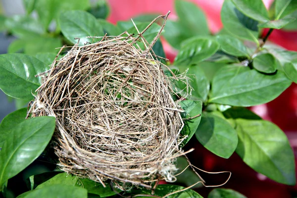 Nests on the leaf. — Stock Photo, Image