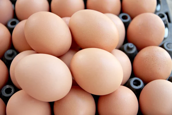 ताजे अंडी कंटेनर बॉक्स स्टॅक . — स्टॉक फोटो, इमेज