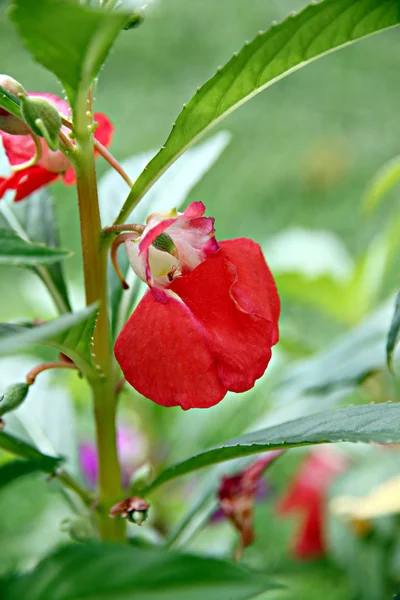 Garden Balsam or Rose Balsam — Stock Photo, Image