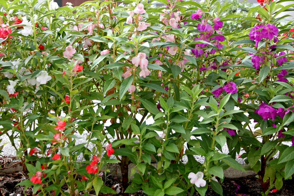 Gartenbalsam oder Rosenbalsam — Stockfoto