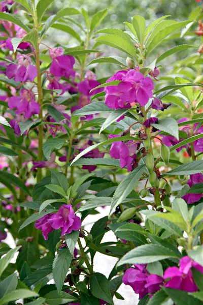 Garden Balsam or Rose Balsam — Stock Photo, Image