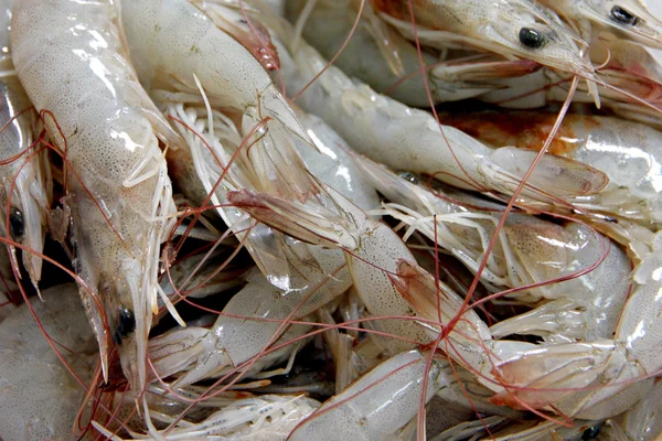 Muchos camarones crudos como guarnición en la cocina . — Foto de Stock