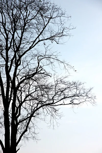 Silhouette d'arbre mort . — Photo