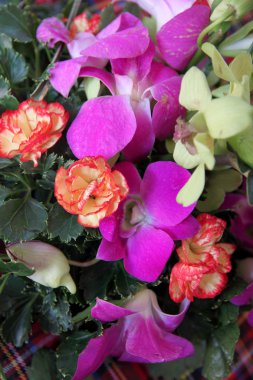 Mor orkide aranjman.