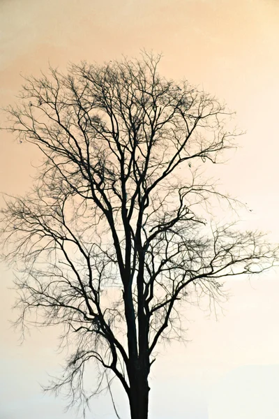 Silhouette di albero morto . — Foto Stock