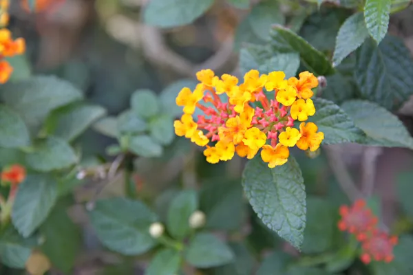 Žlutá lantana květiny. — Stock fotografie