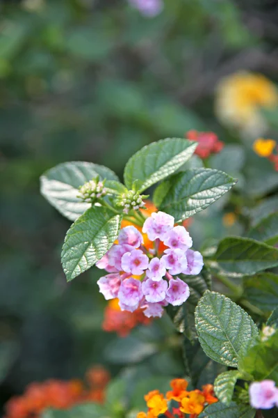 Pembe lantana çiçekler. — Stok fotoğraf