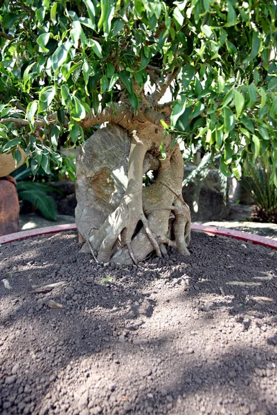 Bonsai árvore em jardiniere . — Fotografia de Stock