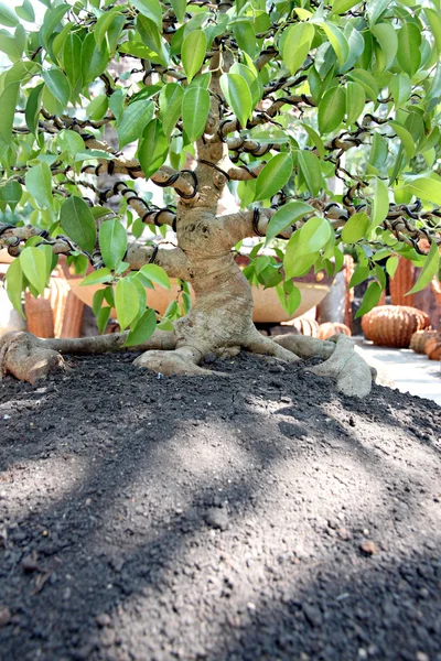 Bonsai fa jardiniere. — Stock Fotó