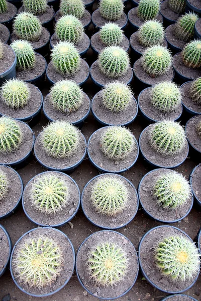 Spherical Cactus in jardiniere. — Stock Photo, Image