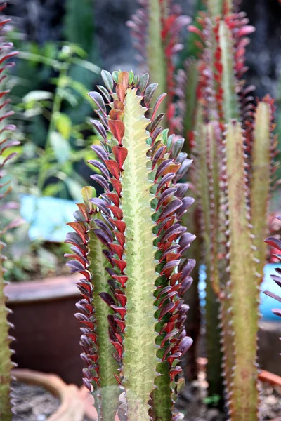 Röd kaktus i jardiniere. — Stockfoto