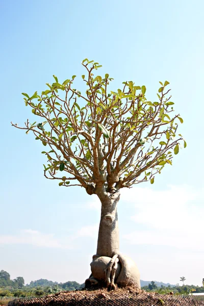 Bonsai boom in de tuin. — Stockfoto