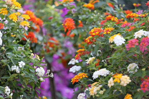 Barevné lantana květiny. — Stock fotografie