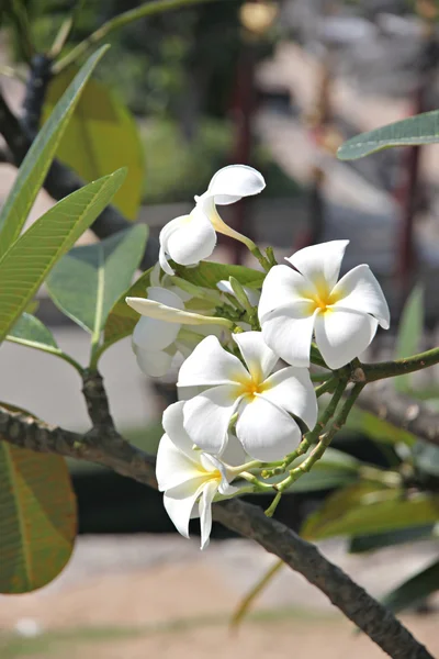 Fehér plumeria vagy frangipani. — Stock Fotó