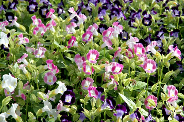 Rosa und lila Farbe von Gartenbalsam. — Stockfoto