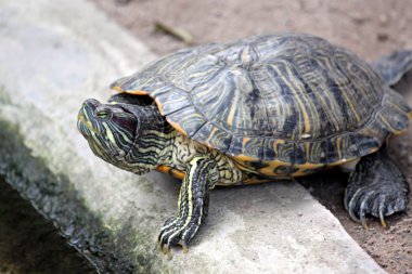 Kaplumbağa başkanı.