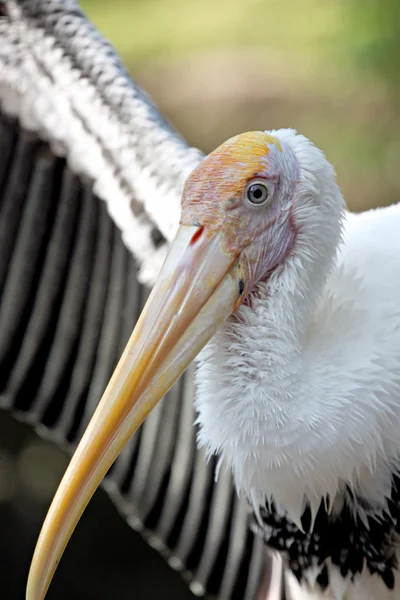 Stork's tarafında. — Stok fotoğraf