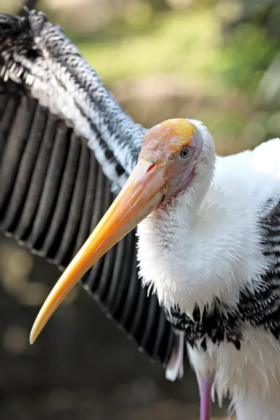 Sidan av en stork. — Stockfoto