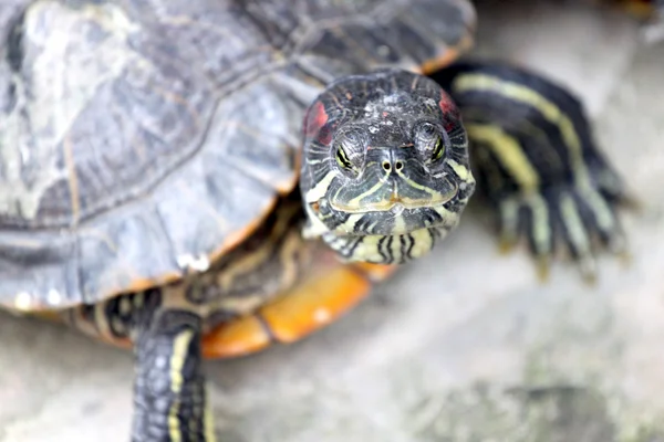 Schildkrötenkopf. — Stockfoto