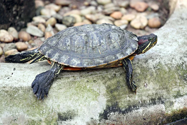 Sköldpadda i avkopplande. — Stockfoto